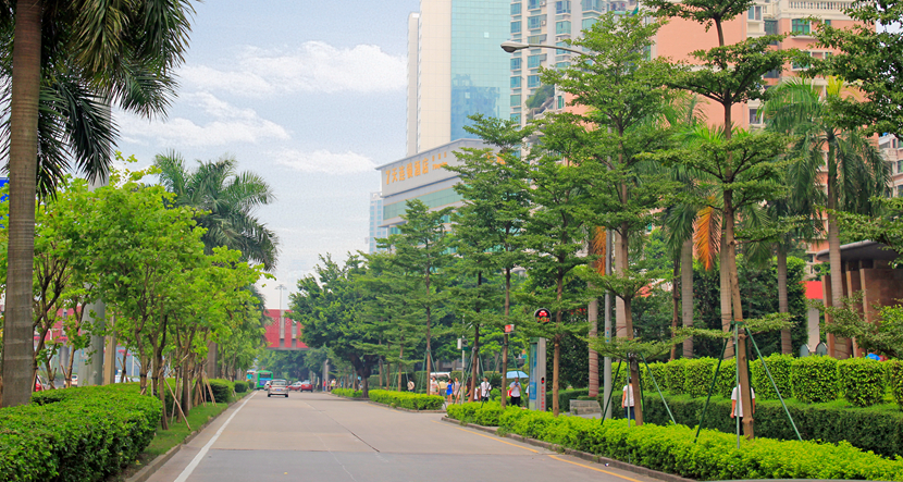 深圳·福田濱河路綠化景觀改造工程